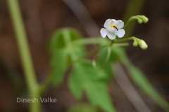 Cardiospermum halicacabum